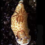 ������� ������� <> Gastropoda Opisthobranchia